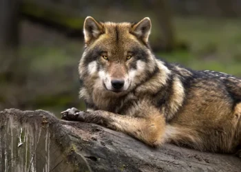 lobo mexicano