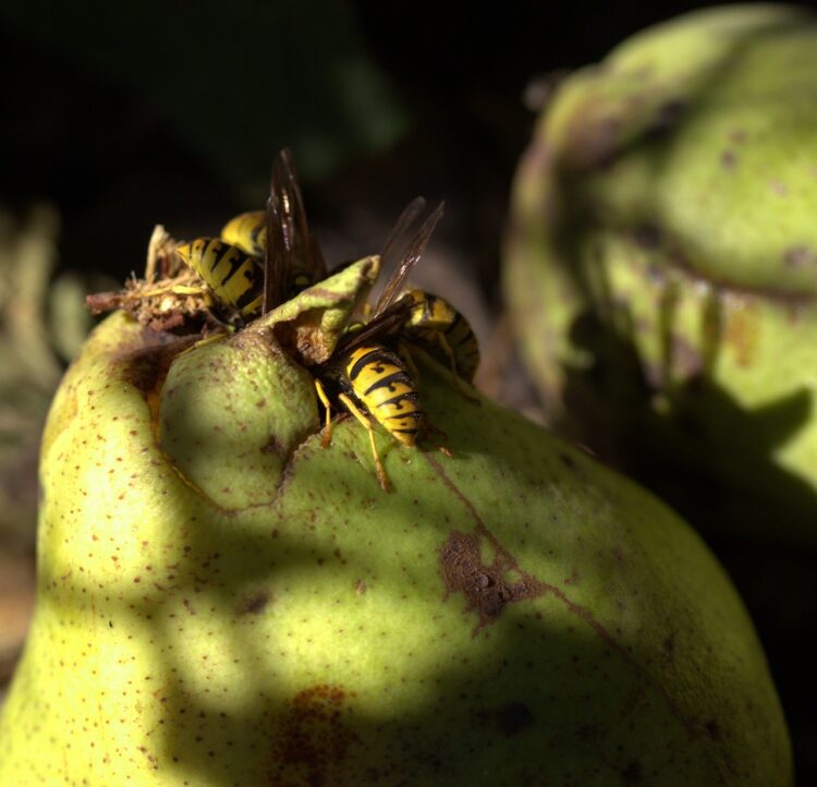 Los 10 Mejores Remedios Naturales para la Vesícula: Alivio Efectivo y Científicamente Probado