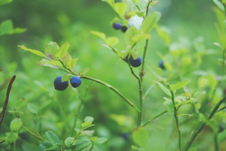 10 Increíbles Ideas Sobre Qué se Puede Hacer con Blueberry: Recetas, Consejos y Más