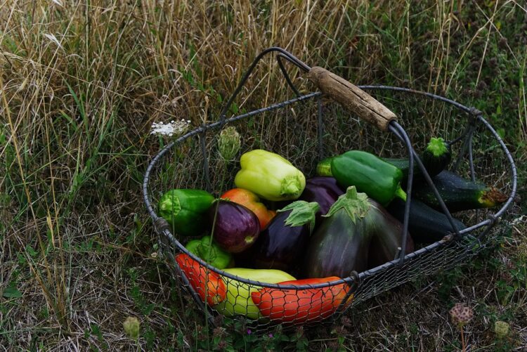 5 Recetas Creativas para Aprovechar al Máximo el Zucchini en Tu Cocina